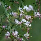 30 seeds - Gaura biennis or Biennial gaura Plant #ggvm5