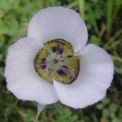 10 seeds - Calochortus gunnisonii or Mariposa Lily Plant #ggvm5