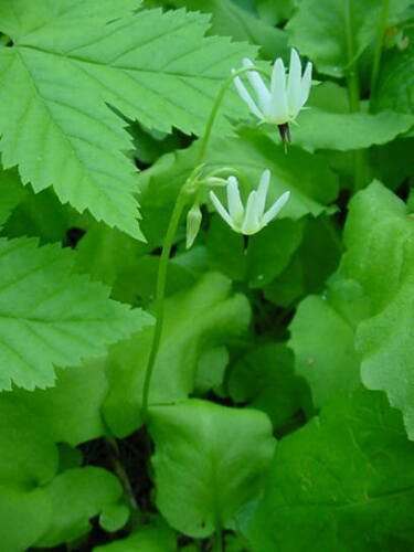 10 seeds - Dodecatheon dentatum - White Shooting Star Dwarf Plant #ggvm5