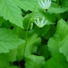 10 seeds - Dodecatheon dentatum - White Shooting Star Dwarf Plant #ggvm5