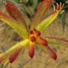 10 seeds - Anigozanthos humilis Catspaw Plant #ggvm5