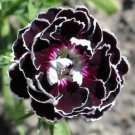20 seeds - Dianthus plumarius Velvet n Lace Plant #ggvm5