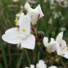 10 seeds - Libertia grandiflora or New Zealand Iris Plant #ggvm5