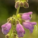 10 seeds - Salvia hians Sage Plant #ggvm5