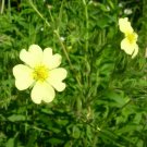 10 seeds - Potentilla recta or Sulphur Cinquefoil Plant #ggvm5