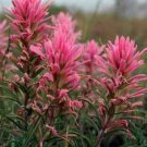 10 seeds - Castilleja sessiliflora or Downy Paintbrush Plant #ggvm5