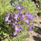 10 seeds - Nama rothrockii or Rothrock's Fiddleleaf Plant #ggvm5