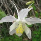 10 seeds - Aquilegia coerulea v. ochroleuca Plant #ggvm5