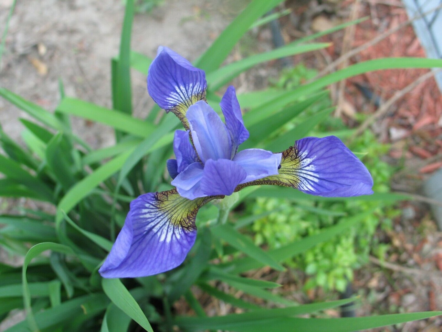 10 seeds - Iris setosa Plant #ggvm5