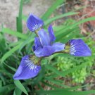 10 seeds - Iris setosa Plant #ggvm5