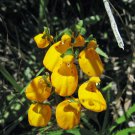 20 seeds - Calceolaria corymbosa floccosa Plant #ggvm5