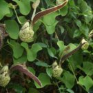 10 seeds - Aristolochia ringens - Gaping Pipevine Plant #ggvm5