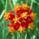 10 seeds - Asclepias curassavica Red Butterfly weed (Monarch Host Plants) #ggvm5