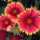 10 seeds - Gaillardia aristata Bijou Plant #ggvm5
