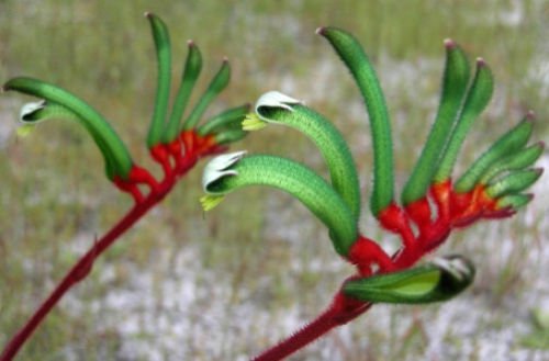10 seeds - Anigozanthos mangleisii - Red/Green Kangaroo Paw Plant #ggvm5