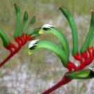 10 seeds - Anigozanthos mangleisii - Red/Green Kangaroo Paw Plant #ggvm5