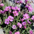 10 seeds - Aubrieta pinardii Plant #ggvm5