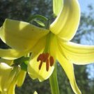 10 seeds - Lilium szovitsianum Plant #ggvm5