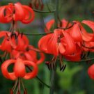 10 seeds - Lilium tenufolium Plant #ggvm5