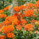 25 seeds - Asclepias tuberosa (Monarch Host Plants) #ggvm5