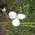 10 seeds - Patersonia occidentalis alba Plant #ggvm5