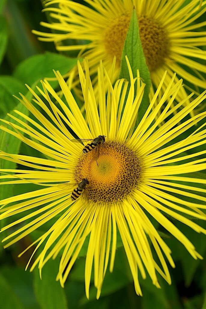 10 seeds - Inula hookeri Hooker's Inula Plant #ggvm5