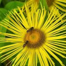 10 seeds - Inula hookeri Hooker's Inula Plant #ggvm5