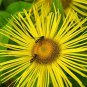 10 seeds - Inula hookeri Hooker's Inula Plant #ggvm5