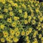 10 seeds - Inula hookeri Hooker's Inula Plant #ggvm5