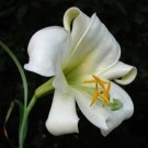 10 seeds - Lilium walliichianum Himalayan Lily Plant #ggvm5
