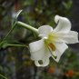 10 seeds - Lilium walliichianum Himalayan Lily Plant #ggvm5