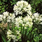 10 seeds - Agapanthus africanus alba Plant #ggvm5