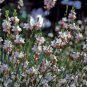 10 seeds - Gaura lindheimeri - Summer Breeze Plant #ggvm5
