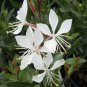 10 seeds - Gaura lindheimeri - Summer Breeze Plant #ggvm5