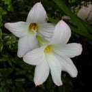10 seeds - Habranthus robustus Rain lily, Zephyr lily Plant #ggvm5