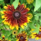 20 seeds - Rudbeckia hirta Becky Plant #ggvm5