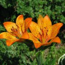 8 seeds - Lilium pensylvanicum Siberian Lily Plant #ggvm5