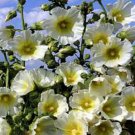10 seeds - Alcea ficifolia hybrid Halo White Plant #ggvm5