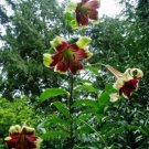 8 seeds - Lilium nepalense Lily of Nepal Plant #ggvm5