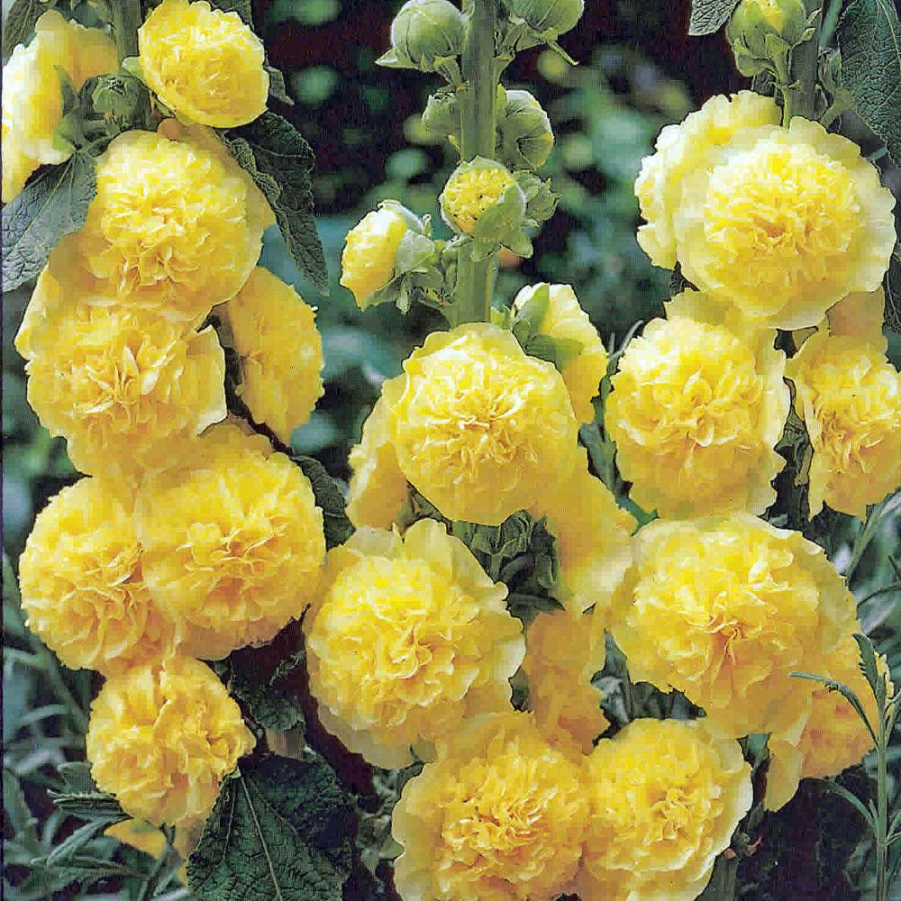 10 seeds - Alcea rosea Chaters Double Yellow Plant #ggvm5