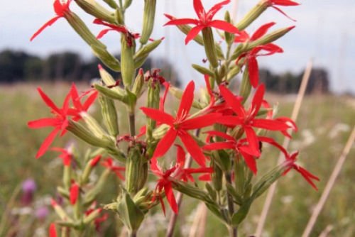 10 seeds - Silene regia Royal Catchfly Plant #ggvm5