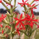 10 seeds - Silene regia Royal Catchfly Plant #ggvm5