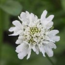 10 seeds - Scabiosa atropurpurea Snowmaiden Plant #ggvm5
