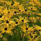 25 seeds - Rudbeckia subtomentosa Sweet Black-eyed Susan Plant #ggvm5