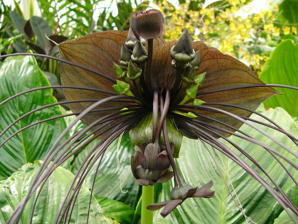 10 seeds - Tacca chantrieri - Black Bat Plant #ggvm5