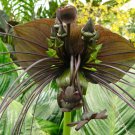 10 seeds - Tacca chantrieri - Black Bat Plant #ggvm5