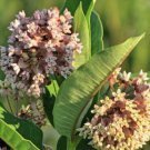 40 seeds - Asclepias syriaca or Virginian Silk (Monarch Host Plants) #ggvm5