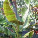 10 seeds - Musa sikkimensis Daj Giant Plant #ggvm5