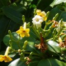 10 seeds - Fagrea berteroana Perfume Tree Plant #ggvm5