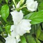 1 Quart Plant - Tabernaemontana coronaria - Butterfly Gardenia #ggvm5